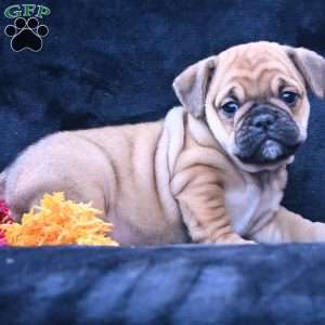 Princess, Miniature Bulldog Puppy